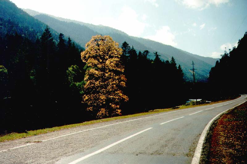 Дерево на дороге в Архыз